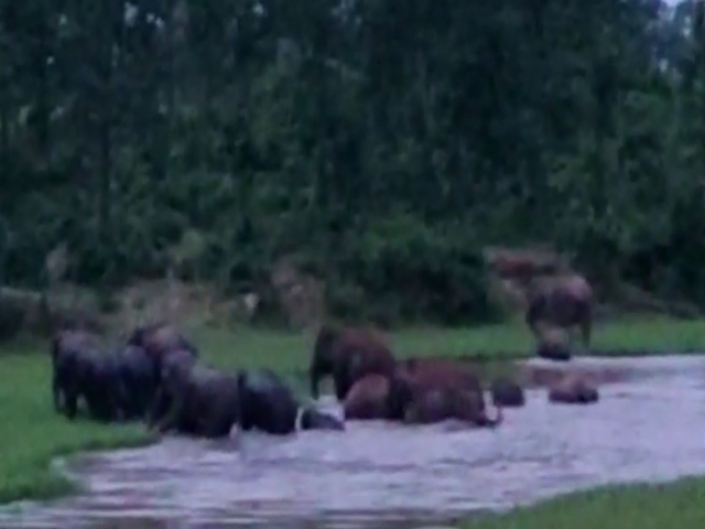 terror-of-wild-elephants-in-hazaribag