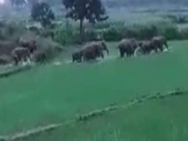 terror-of-wild-elephants-in-hazaribag