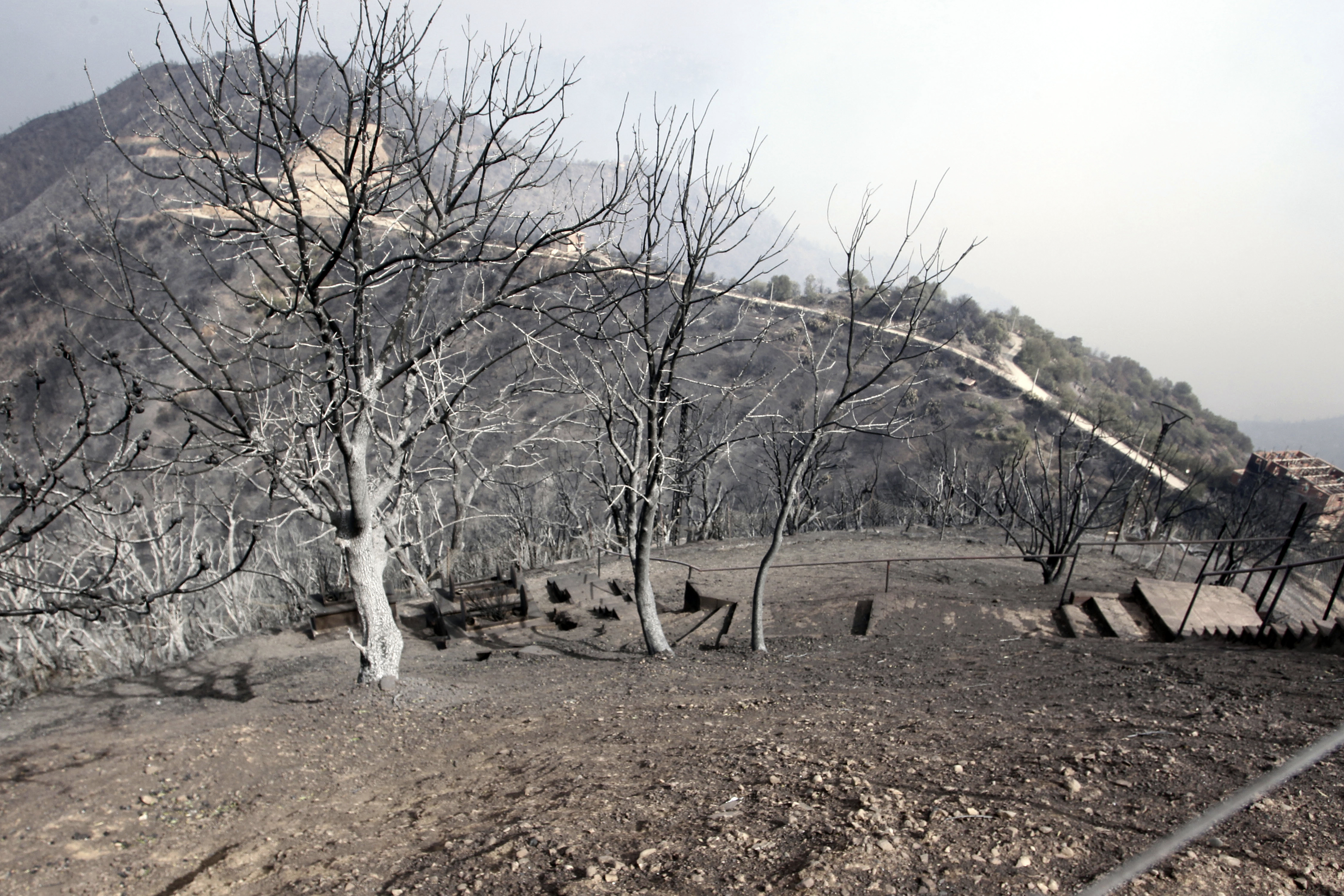 Burned trees are pictured near Tizi Ouzou