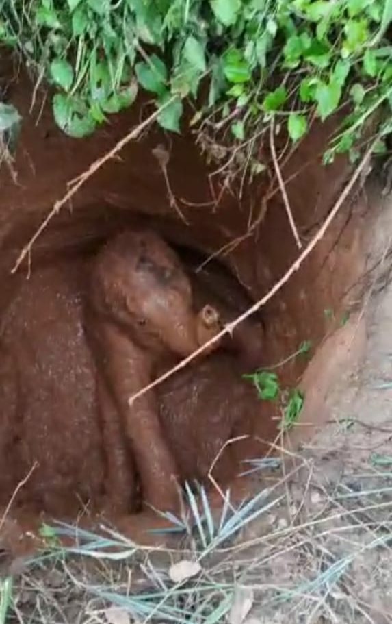 FOREST OFFICER RESCUED WILD ELEPHANT CALF