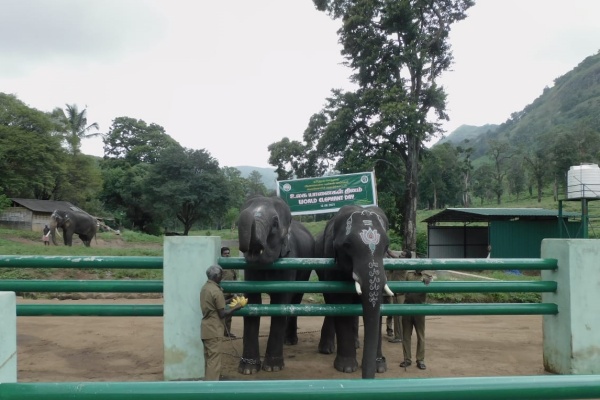 யானைகளுக்கு உணவு வழங்கும் ஊழியர்கள்