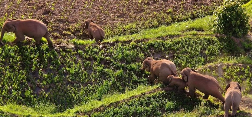 Wandering Elephants