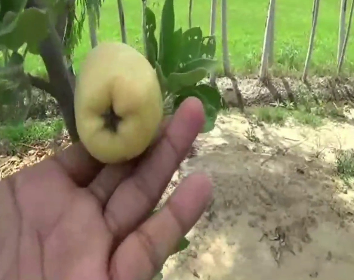 karnal farmer growing Golden Apple variety
