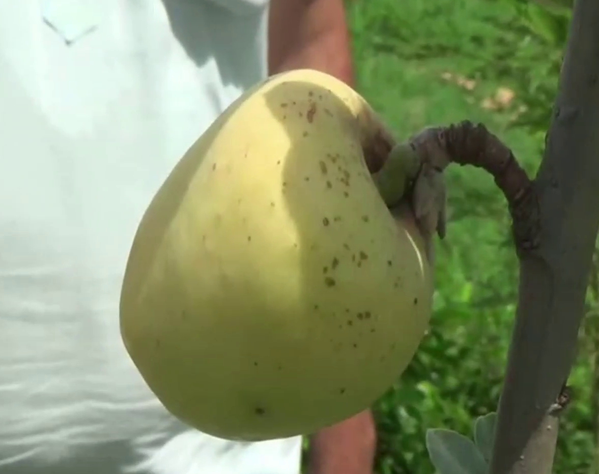 karnal farmer growing Golden Apple variety