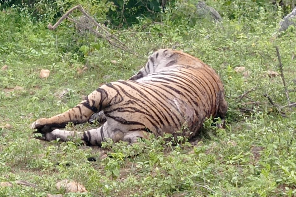 5 year old tigers died