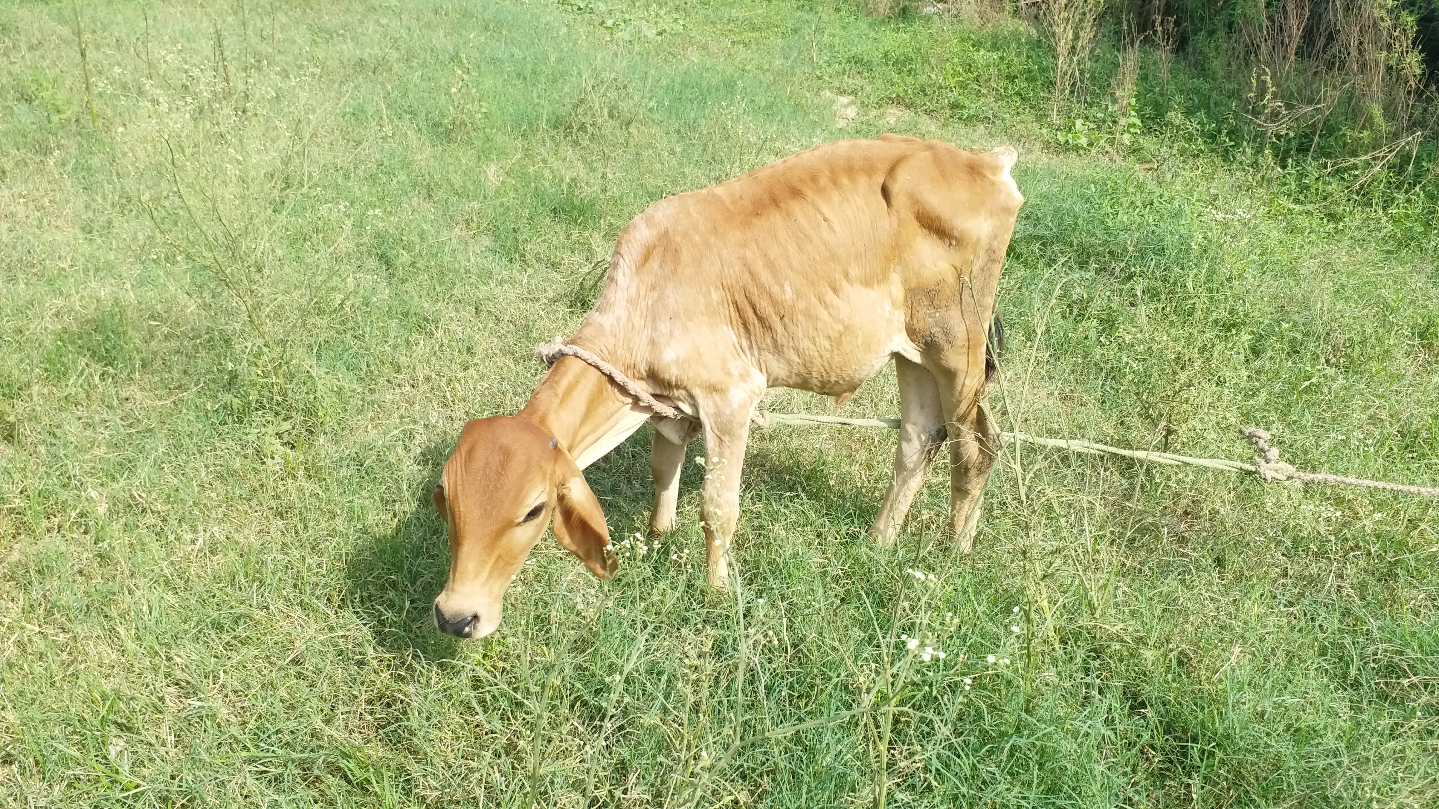 haryana animal semen technology