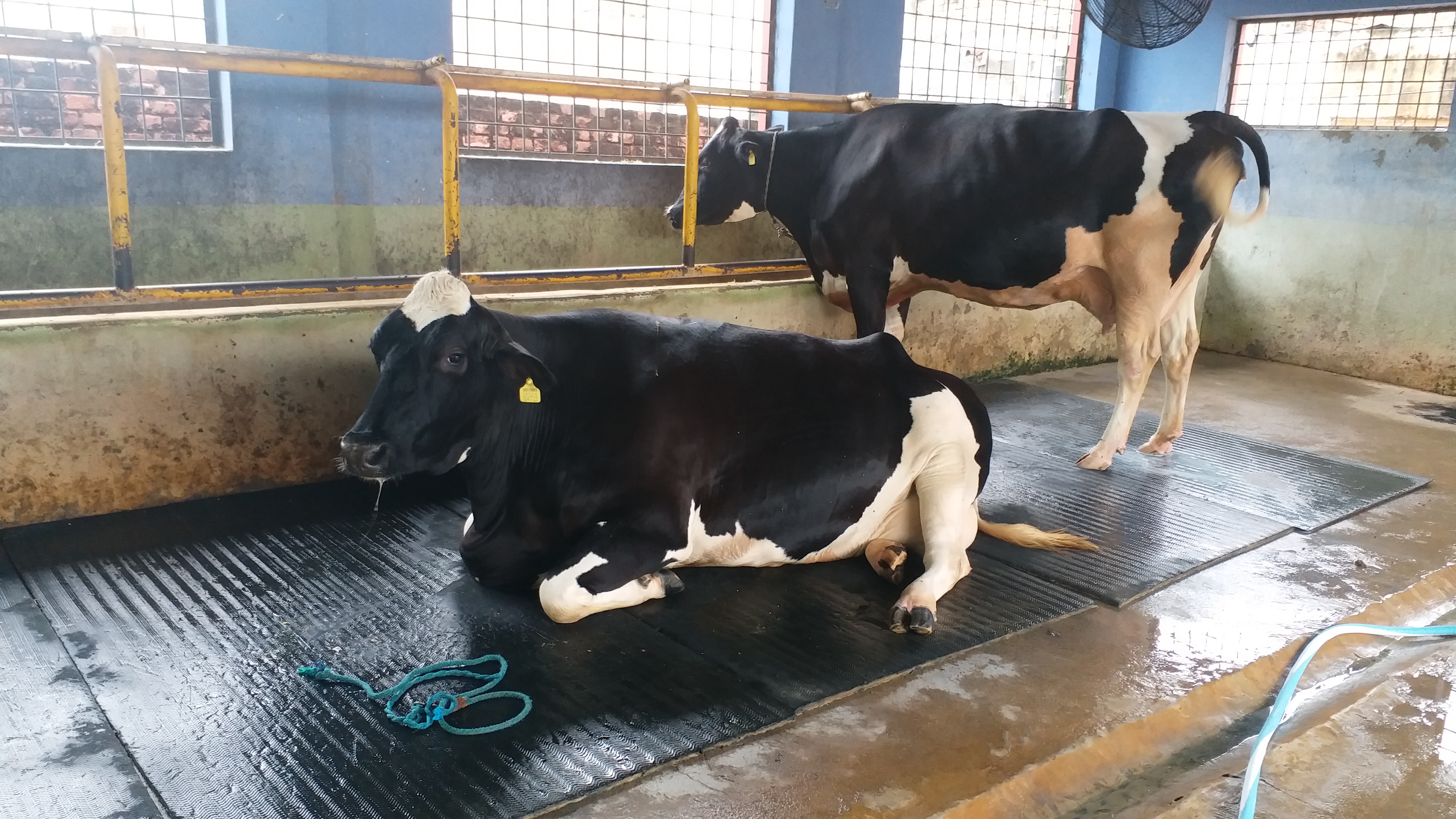 haryana animal semen technology