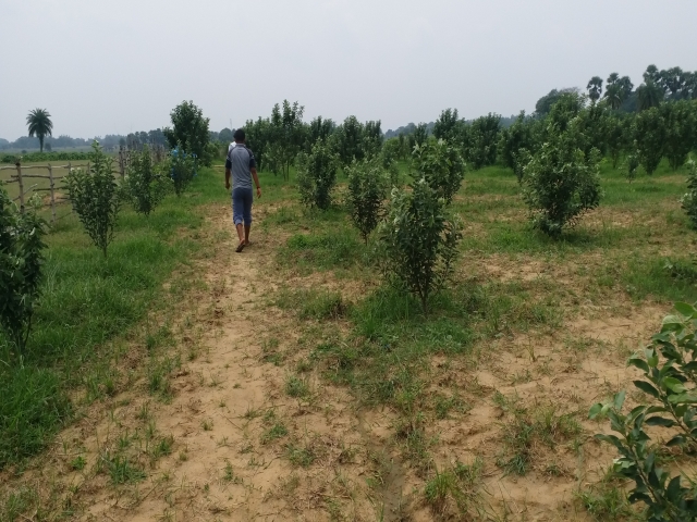 farmer set an example by cultivating apple in jamtara