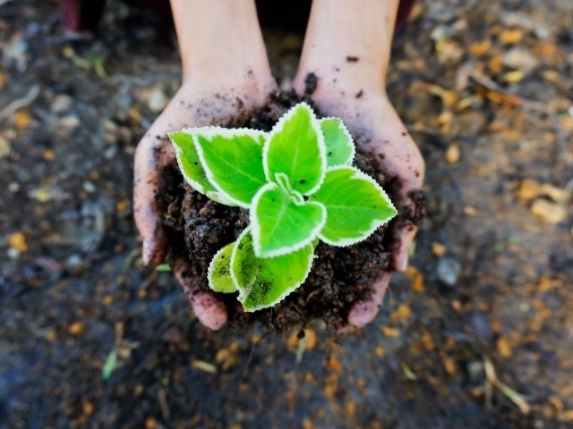 मिट्टी का चयन, gardening, बागवानी, home garden, kitchen garden, plants, lifestyle