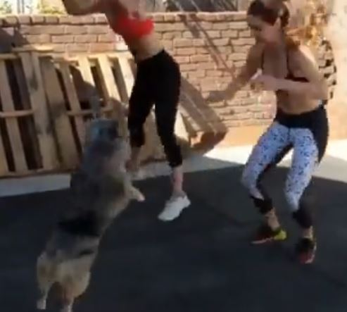 a pet dog working out with two girls