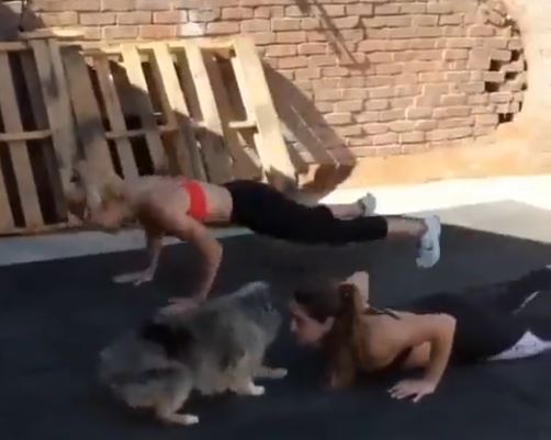 a pet dog working out with two girls