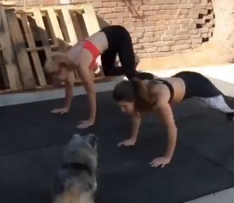 a pet dog working out with two girls