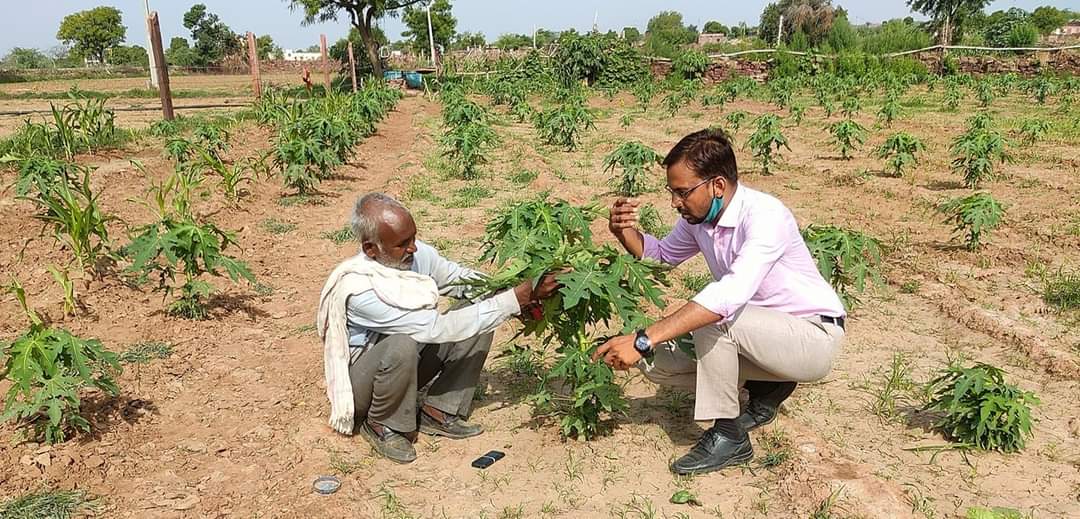 Know about papaya farming most profitable