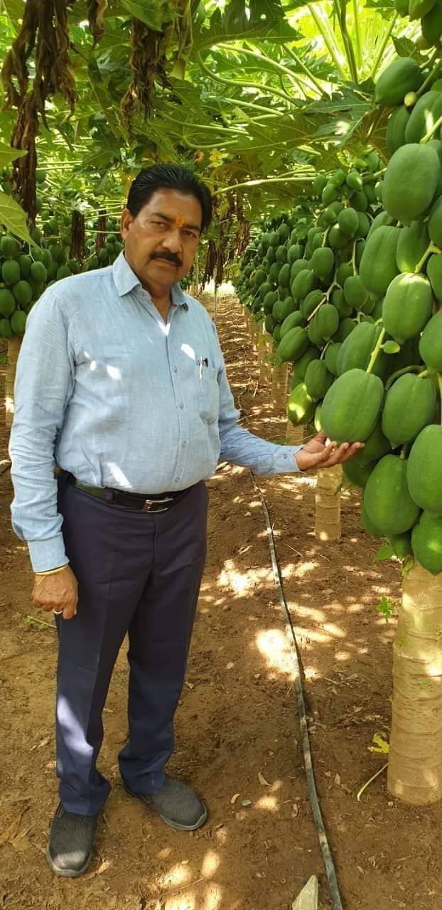 Know about papaya farming most profitable