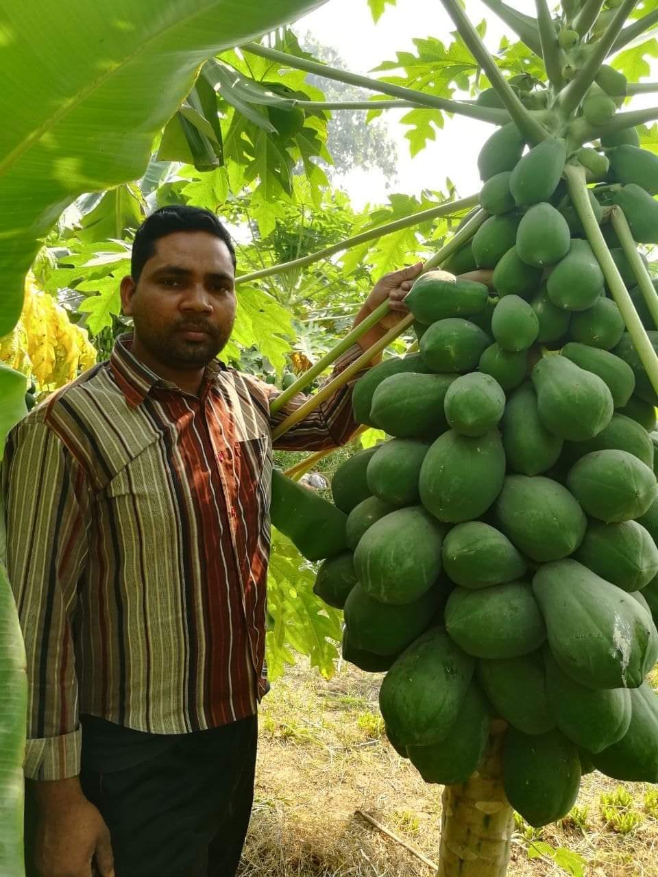 Know about papaya farming most profitable