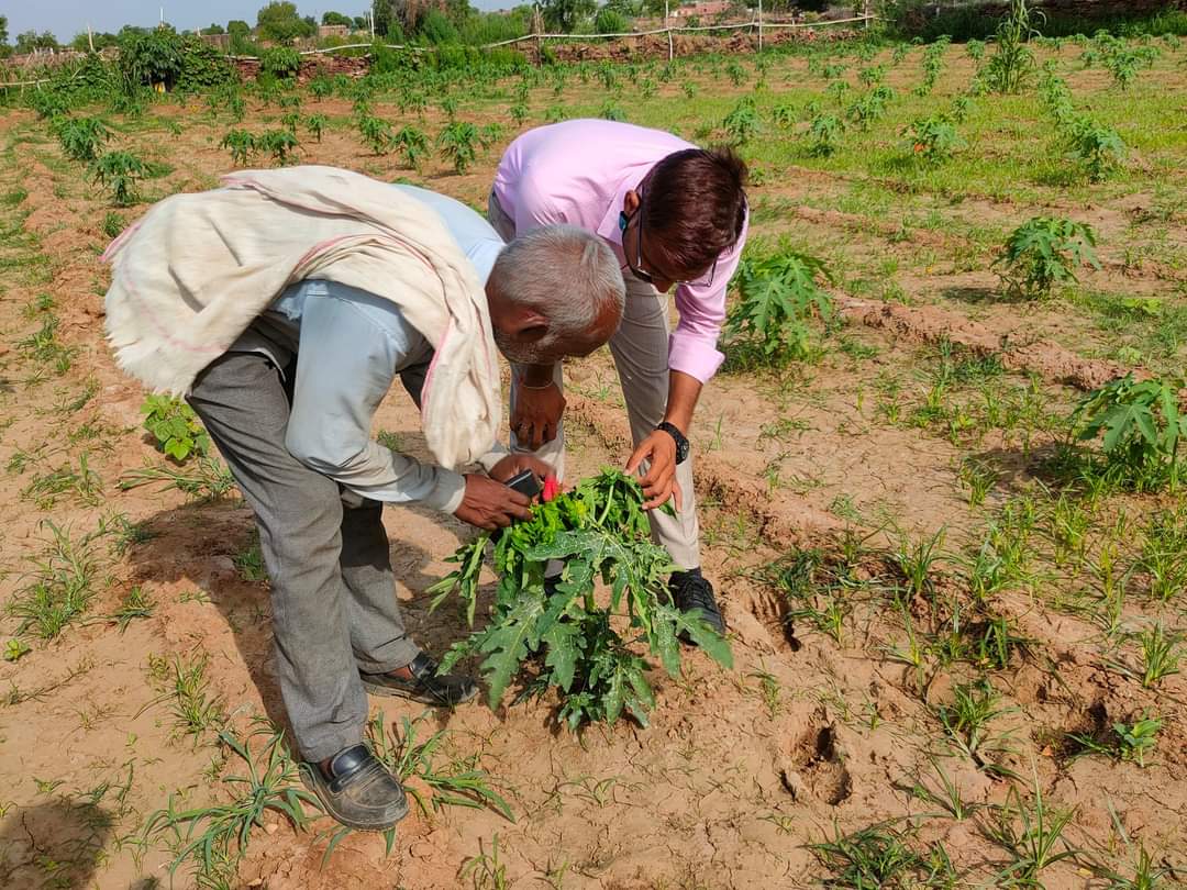 Know about papaya farming most profitable