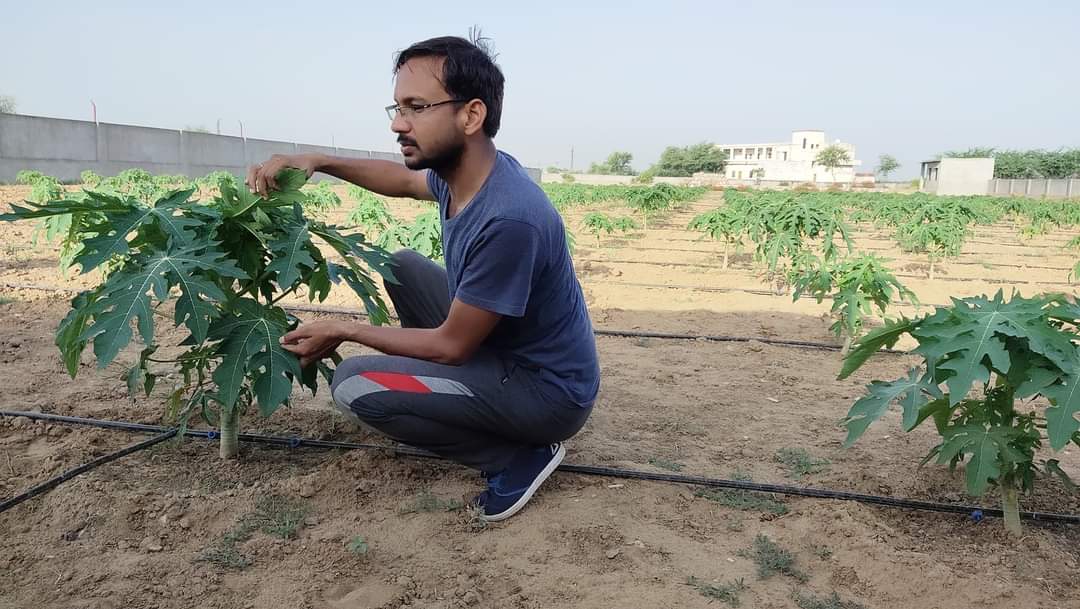 Know about papaya farming most profitable