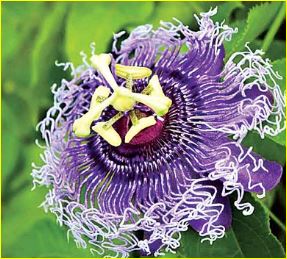 Rakhi Flower