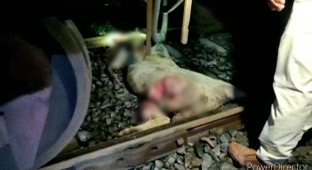 Lion run over by train in Gujarat