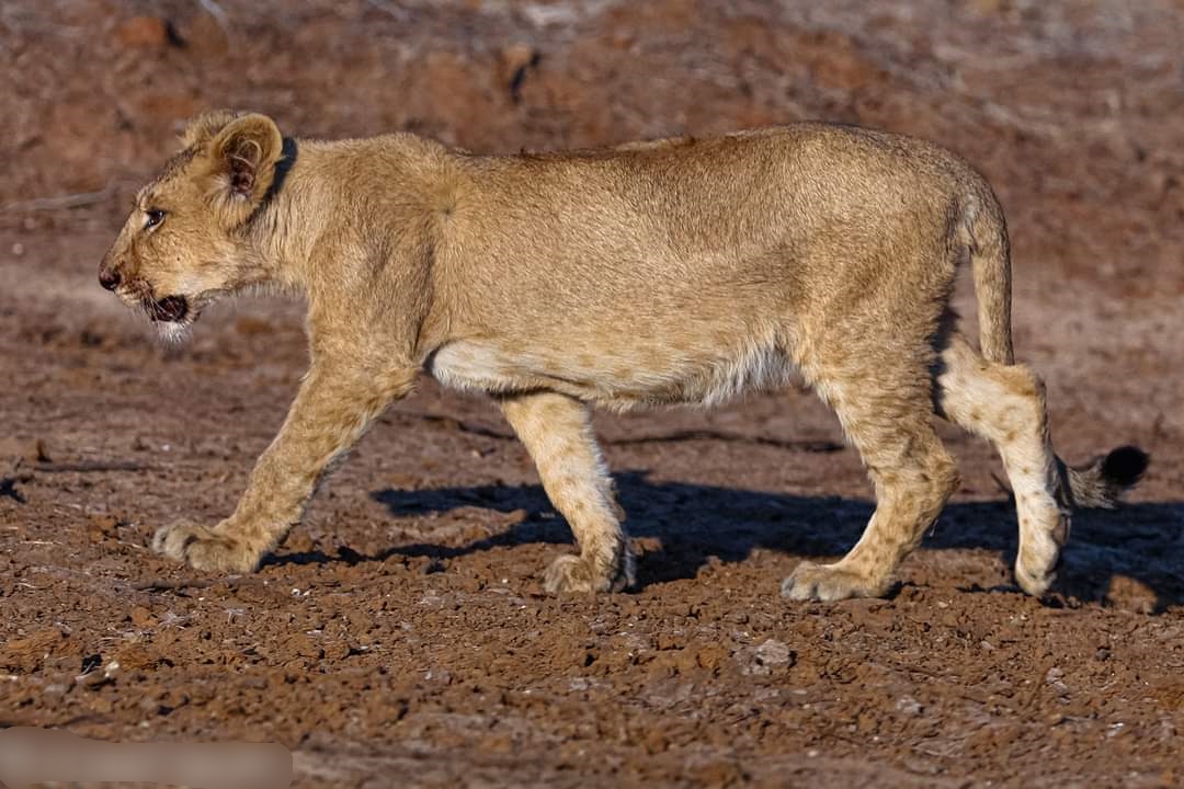 વનવિભાગના પાંચ સિંહોનું કરાયું છે અપહરણ