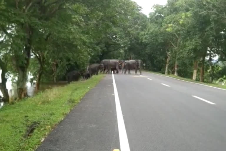 কাজিৰঙা ৰাষ্ট্ৰীয় উদ্যান