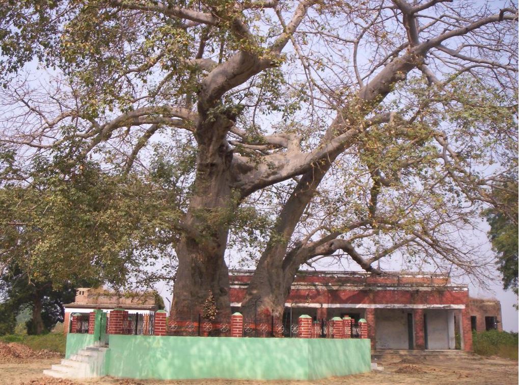 देव वृक्ष पारिजात