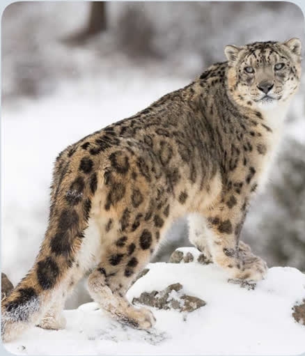 snow leopard