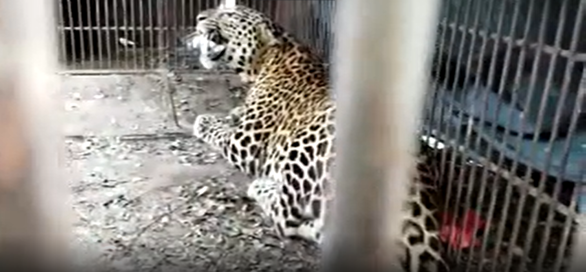 A leopard caged in Dibrugarh