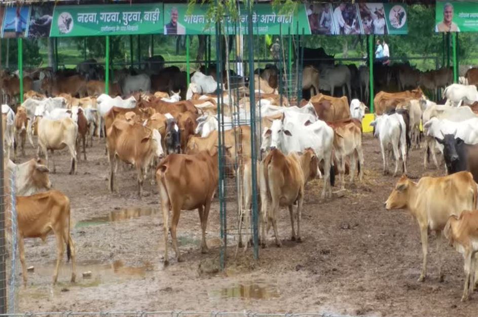 allahabad high court cow