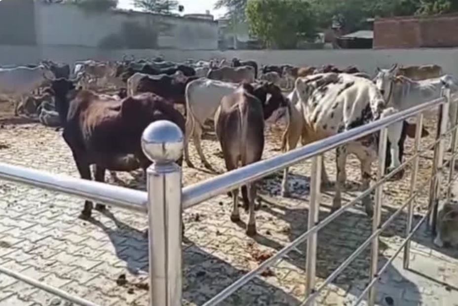 allahabad high court cow