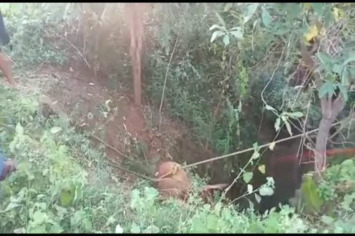 cow fell into the well and died 