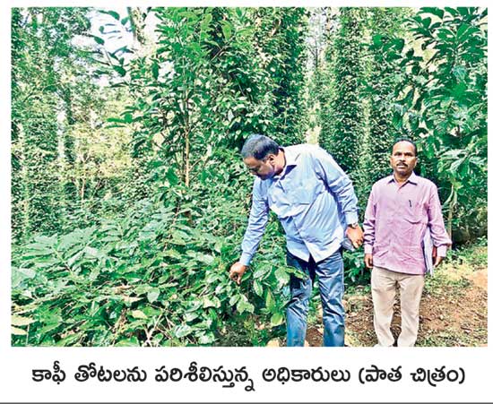 high coffee yield at vishaka manyam