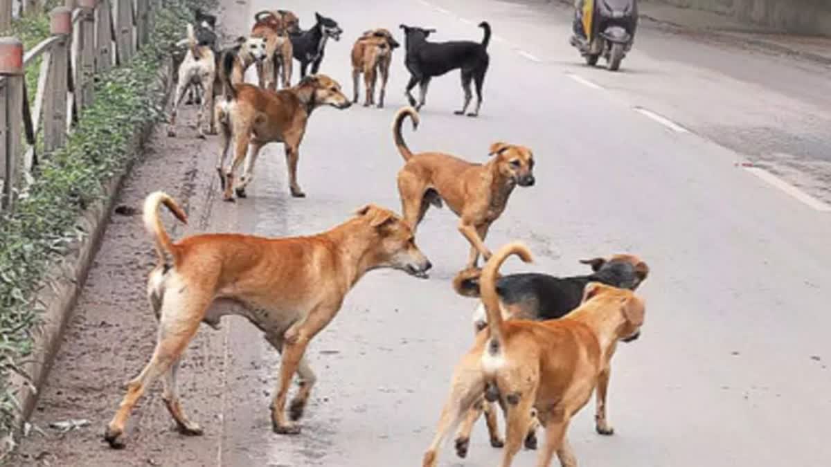 stray dogs kills child in Bhopal dog bite