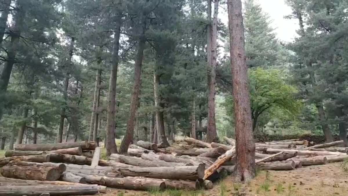 کشمیر میں جنگلات کی بہتات کے باوجود لکڑی درآمد کیوں کی جاتی ہے؟