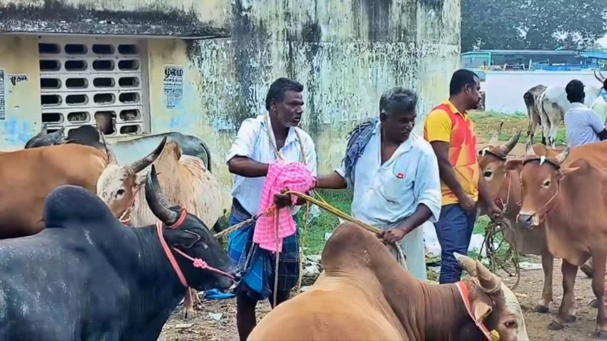 பொங்கல் பண்டிகை முன்னிட்டு களைகட்டிய மாட்டு சந்தை