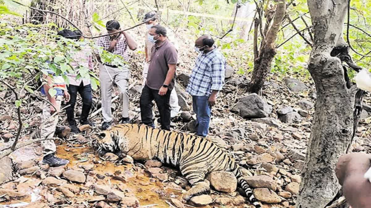 tiger killing case  കടുവയെ കൊന്ന കേസ്  കടുവ ചത്ത നിലയിൽ  tiger killed