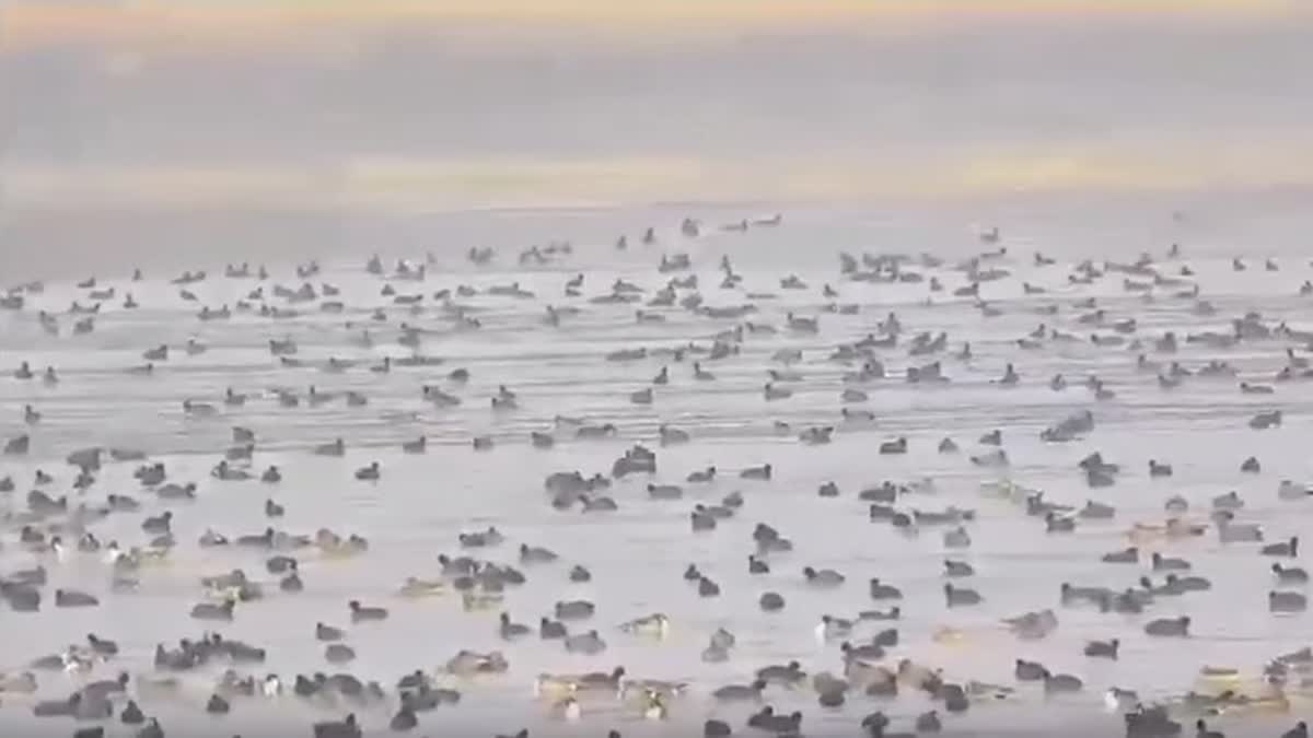 migratory birds flock Wular Lake in north Kashmir's Bandipora