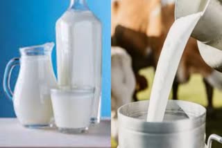 Cow And Buffalo Milk Difference