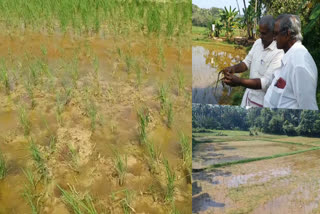 rice farming Kannur  Acidity of soil  മണ്ണിന്‍റെ അപചയം  കണ്ണൂര്‍ നെല്‍ കൃഷി