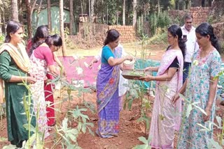 Vegetable farming  peruvayal village  പച്ചക്കറി കൃഷി  വീട്ടമ്മമാരുടെ പച്ചക്കറി കൃഷി