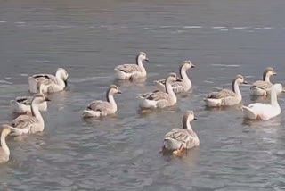 More than 30,000 migratory birds flock to Kashmir's Wular Lake, till date this year