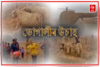 Preparation for Bhogali Bihu in Sotea