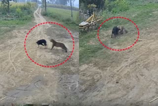 Dog Leopard Fight Viral Video