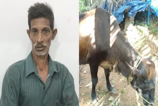 Acid Attack in Kottayam  Acid Attack on Cow  പശുവിന്‍റെ ദേഹത്ത് ആസിഡ് ഒഴിച്ചു  പശുവിന്‍റെ നേരെ ആസിഡ് ആക്രമണം