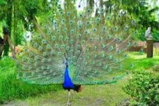 Poachers killed 8 peacocks