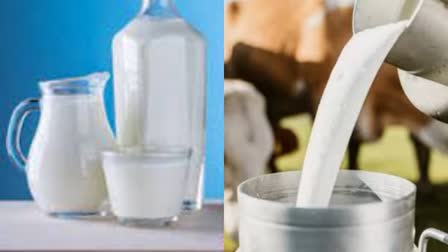 Cow And Buffalo Milk Difference