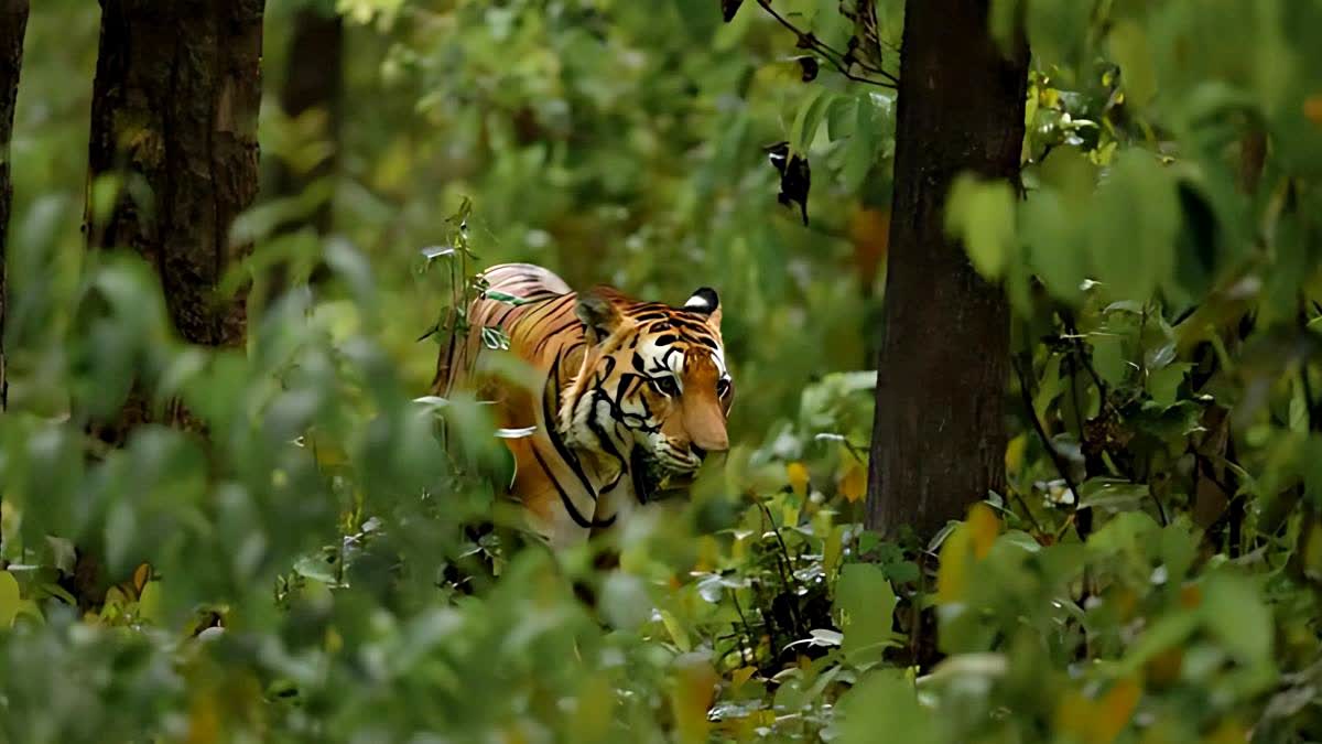 ROYAL BENGAL TIGER IN JHARGRAM