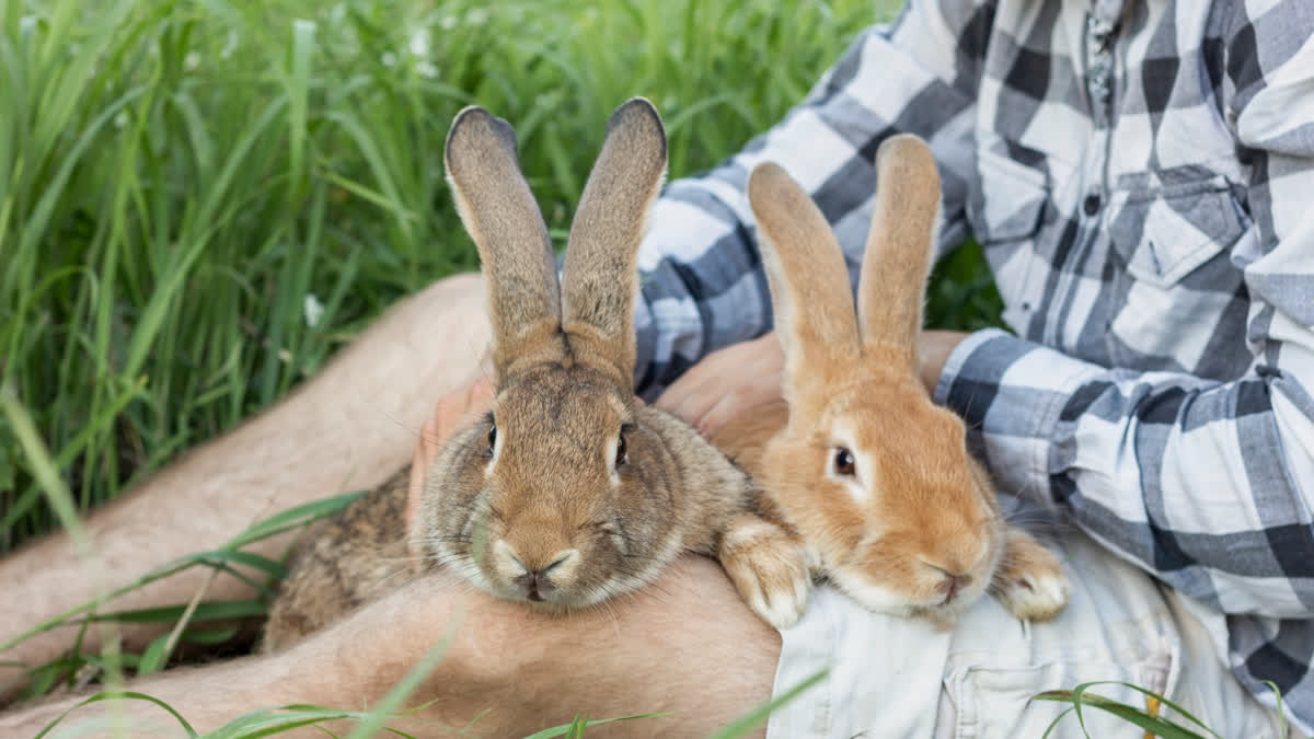 Rabbit fever is a zoonotic disease, which can spread from animals to humans