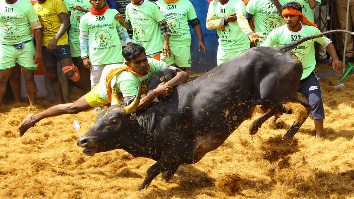 Jallikattu history  what is Jallikattu  ജല്ലിക്കെട്ട്  LATEST NEWS IN MALAYALAM