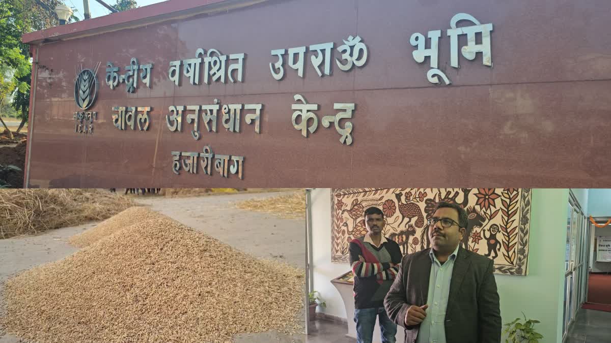 Rice research center beneficial for farmers in Hazaribag